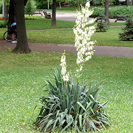 Yucca filamentosa, Adam's needle and thread